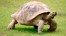 Tortoise