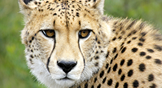 Cheetah